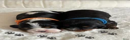 Cavalier King Charles Spaniel dogs for sale: * KC Reg Health Tested Puppies *  - Advert 4
