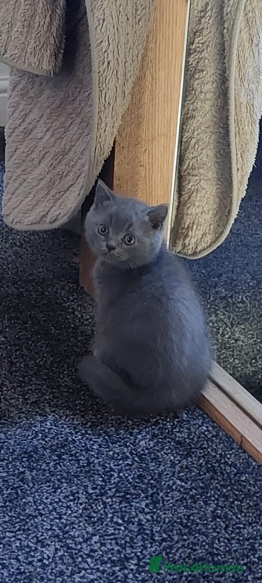 Scottish Fold cats Available now Scottish fold kittens  - Advert 13