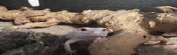 Gecko reptiles for sale: Beautiful albino leopard gecko - Advert 1
