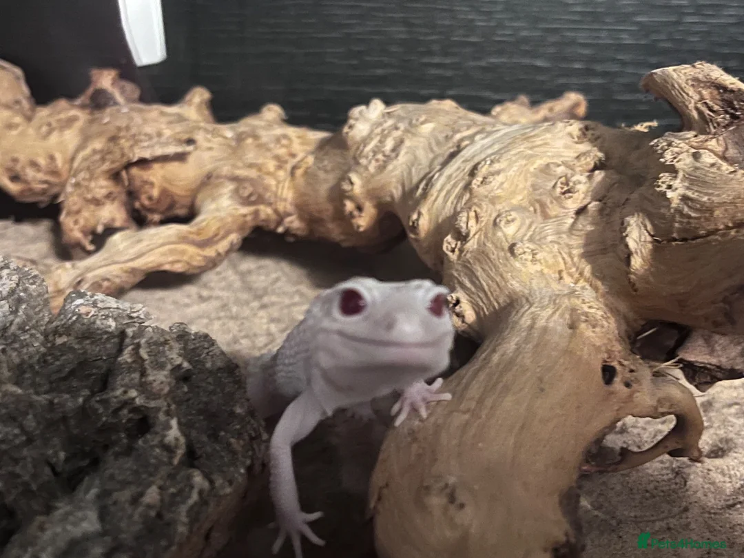 Gecko reptiles for sale: Beautiful albino leopard gecko - Advert 1