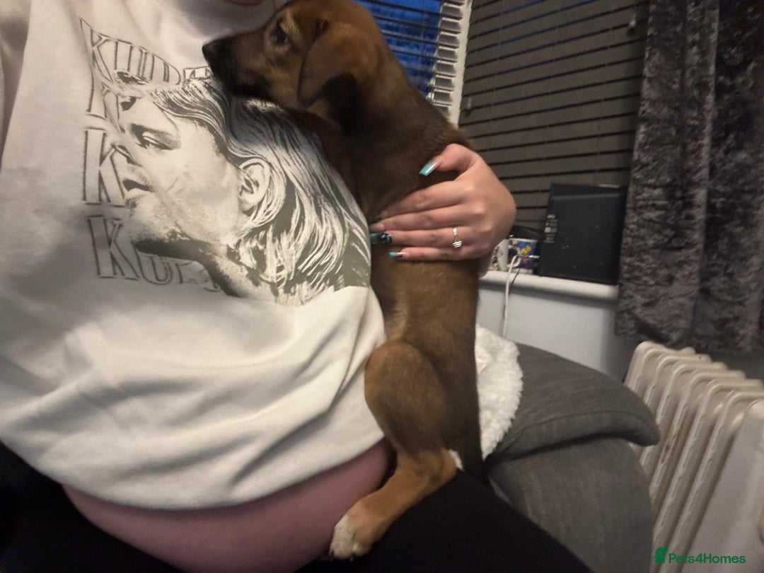 Mixed Breed dogs for sale: German shepherd x whippet  - Image 19