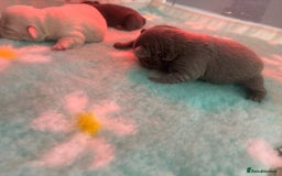 French Bulldog dogs for sale: Fluffy French bulldog  - Image 3