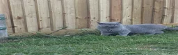 British Shorthair cats for sale: Gorgeous British blue  - Advert 3