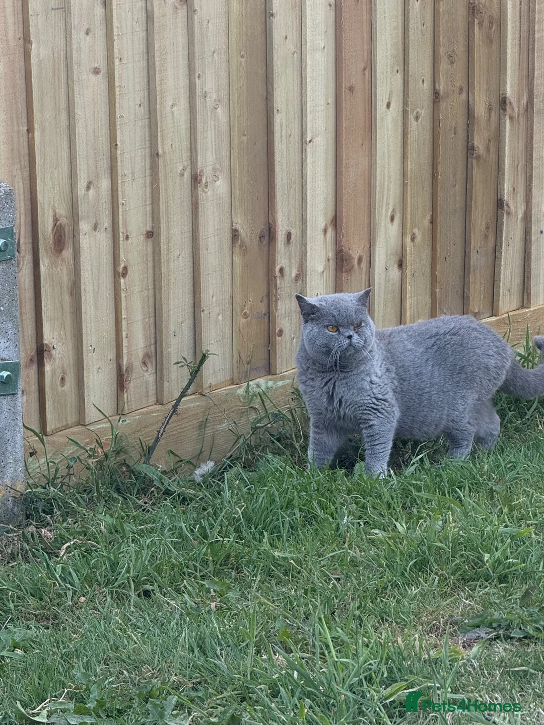 British Shorthair cats for sale: Gorgeous British blue  - Advert 3