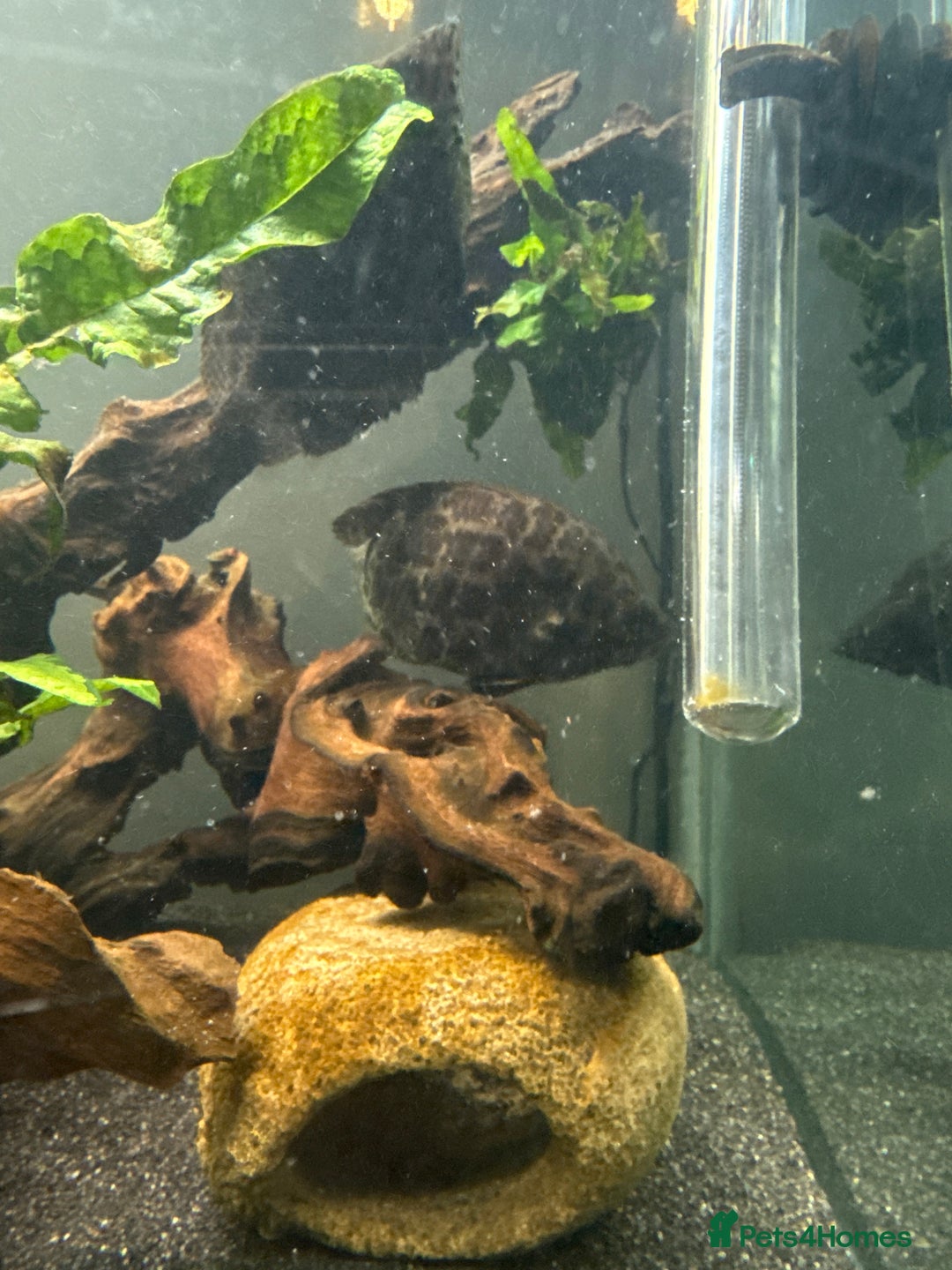 Other/Mixed Breed fish for sale: X2 leopard bush fish  - Advert 2
