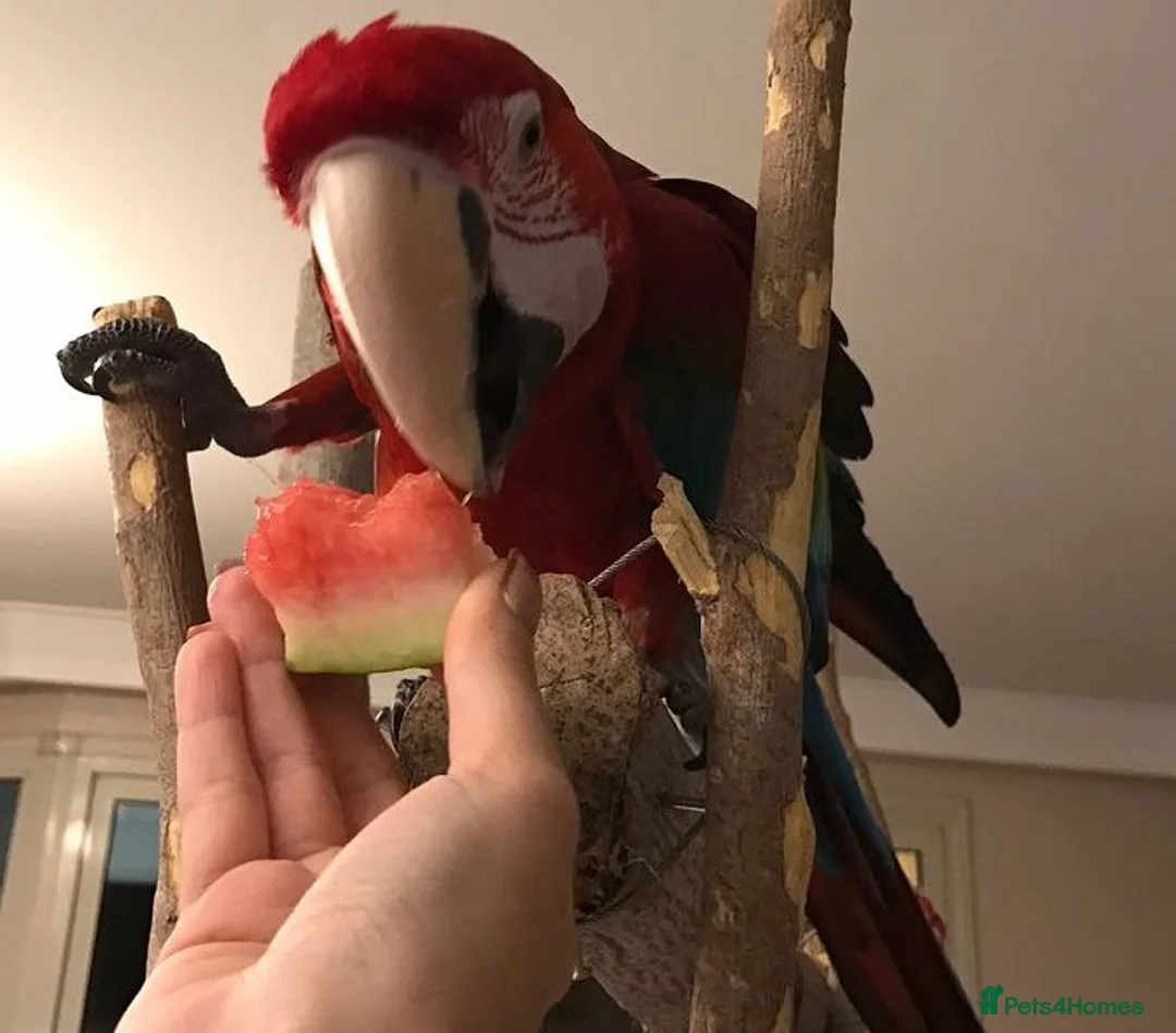 Macaws birds for sale: Proven hand-raised pair green wing Macaws for sale - Advert 3