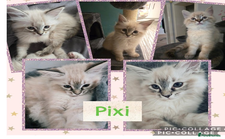 Ragdoll cats - Advert 1