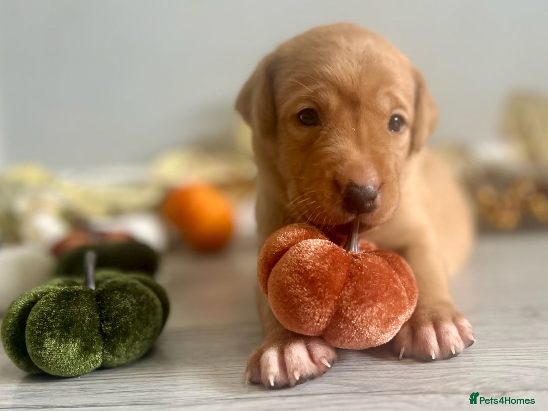 Labrador Retriever dogs for sale: Yellow Labrador Puppies - Image 18