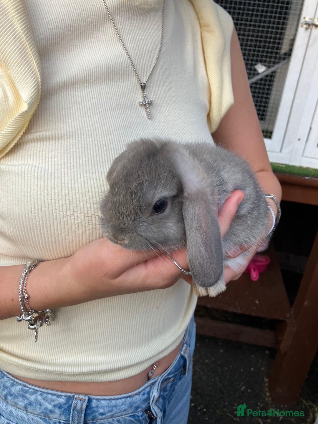 Mini Lop rabbits for sale: Beautiful mini lop bunnies - Image 10