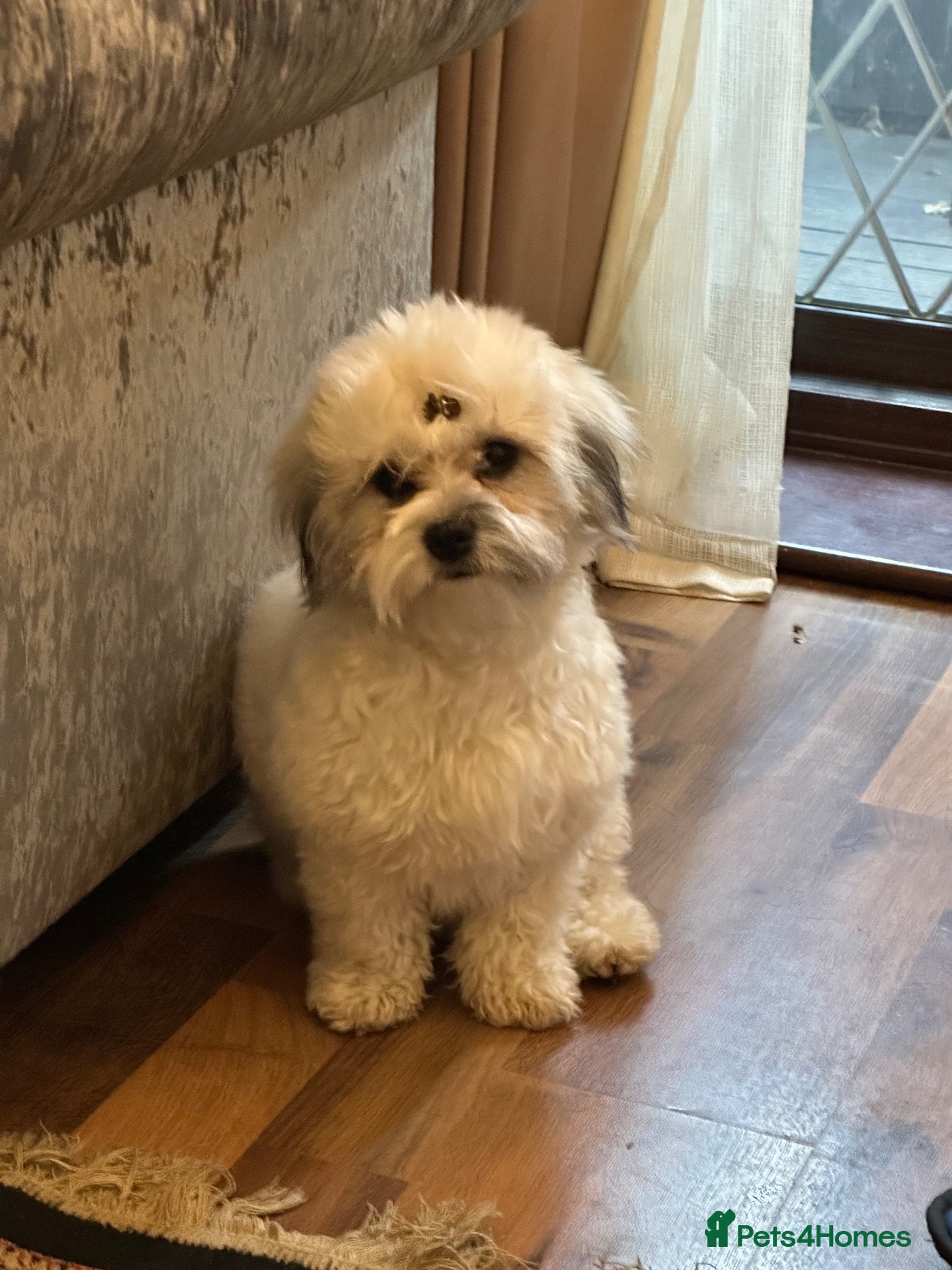 Shihpoo dogs Cute Toy poodle x Shihpoo puppies  - Advert 2