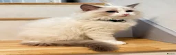 Ragdoll cats for sale: TICA Reg Ragdoll Kittens from Show-Winning Lines - Advert 9