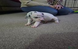 Dalmatian dogs for sale: 100% DALMATIAN LITTER - Image 39