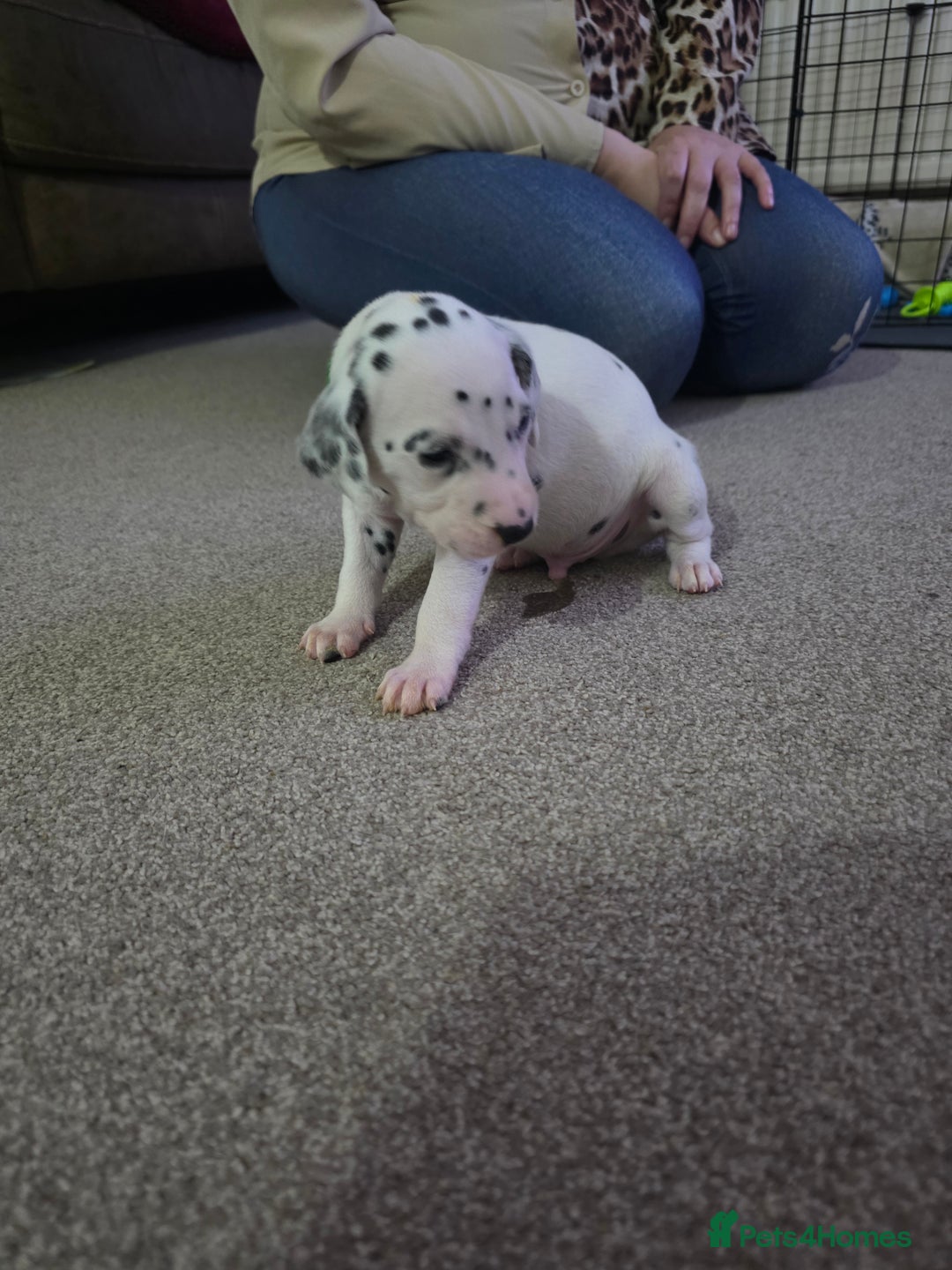 Dalmatian dogs for sale: 100% DALMATIAN LITTER - Image 39