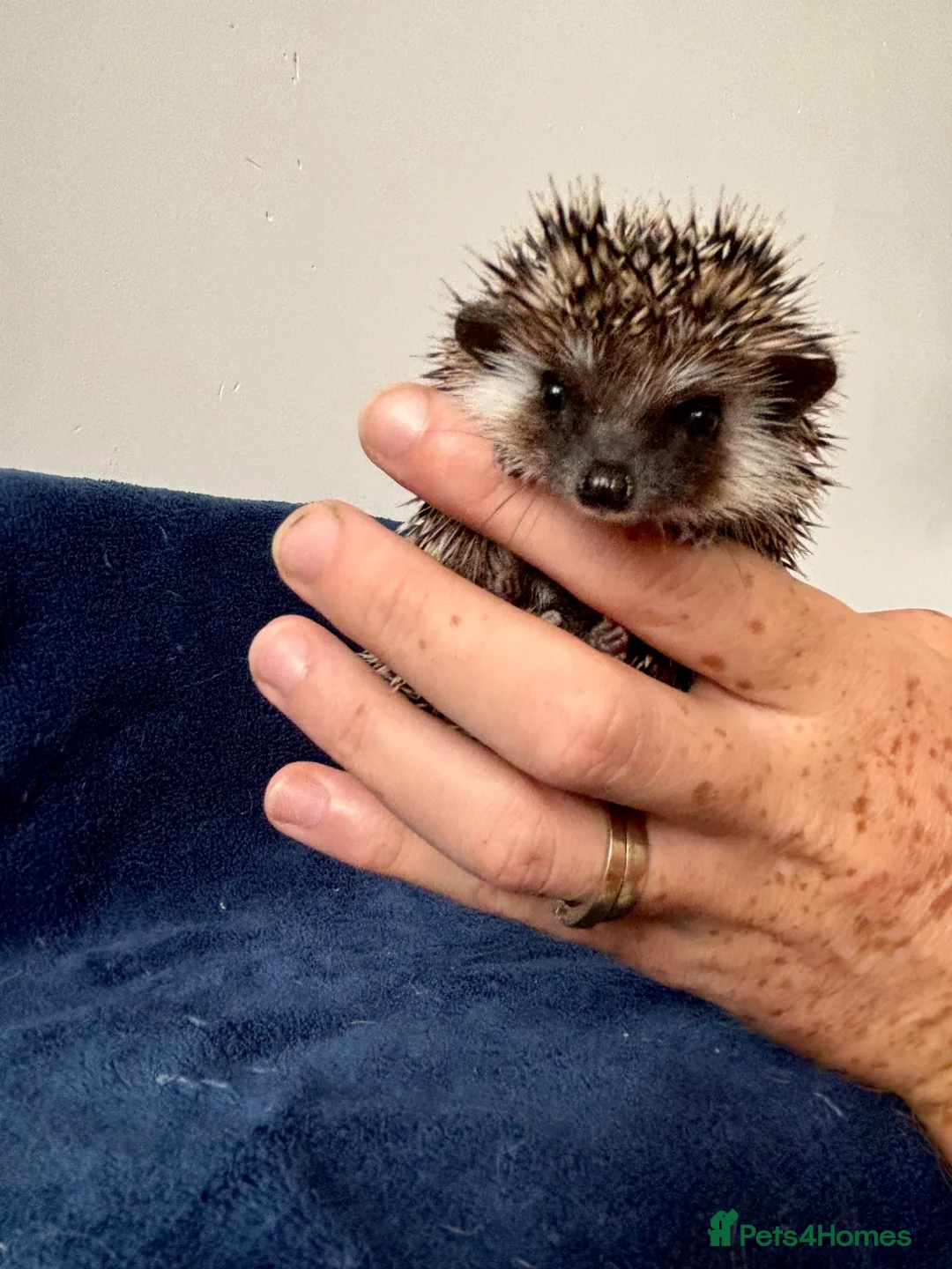 Pygmy Hedgehog rodents for sale: African Pygmy Hedgehogs  - Advert 1