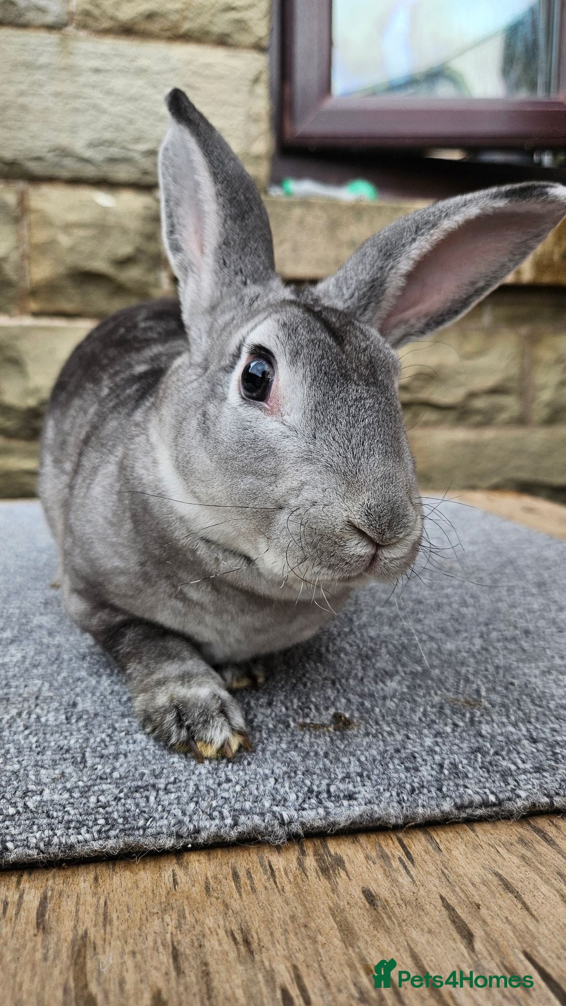 Rex rabbits Fenrir - Friendly Chinchilla buck - Advert 15