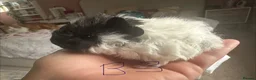 Guinea Pig rodents for sale: Baby Guinea Pig’s For Sale - Advert 9