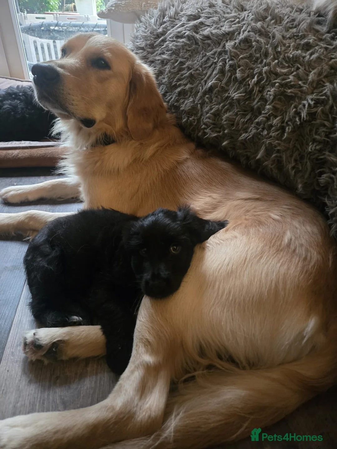 Mixed Breed dogs for sale: LAST TWO! Golden Retriever X Cockapoo puppies - Advert 2