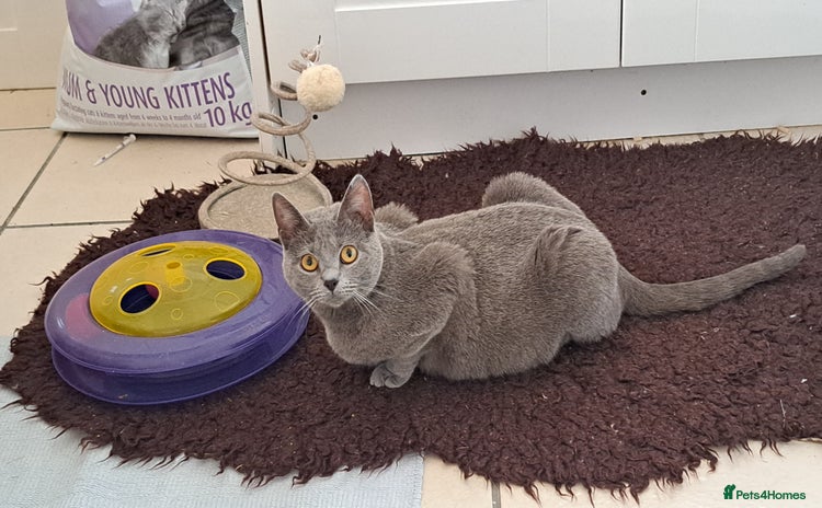 Chartreux cats - Advert 10