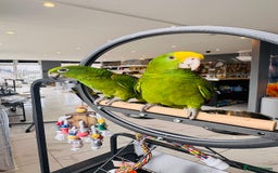 Parrots birds for sale: Parrots  - Image 14
