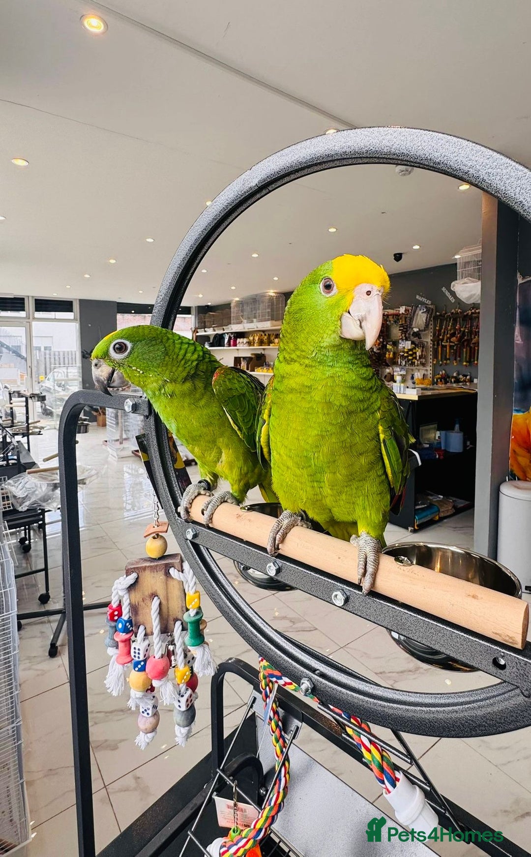 Parrots birds for sale: Parrots  - Image 14