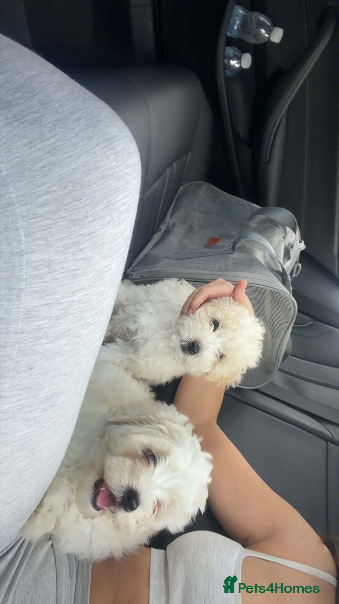 Bichon Frise dogs Two Boys for sale - Advert 1