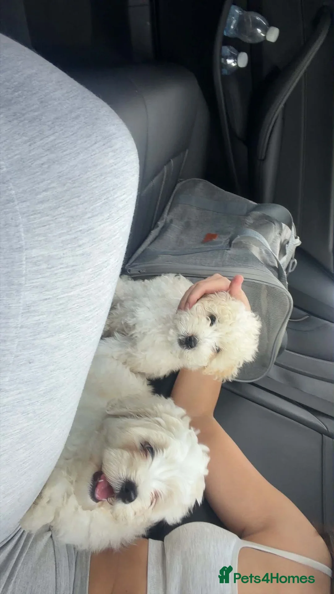 Bichon Frise dogs for sale: Two Boys for sale - Advert 1