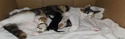 Mixed Breed cats for sale: Beautiful Kittens Looking for Their Forever Homes - Advert 4