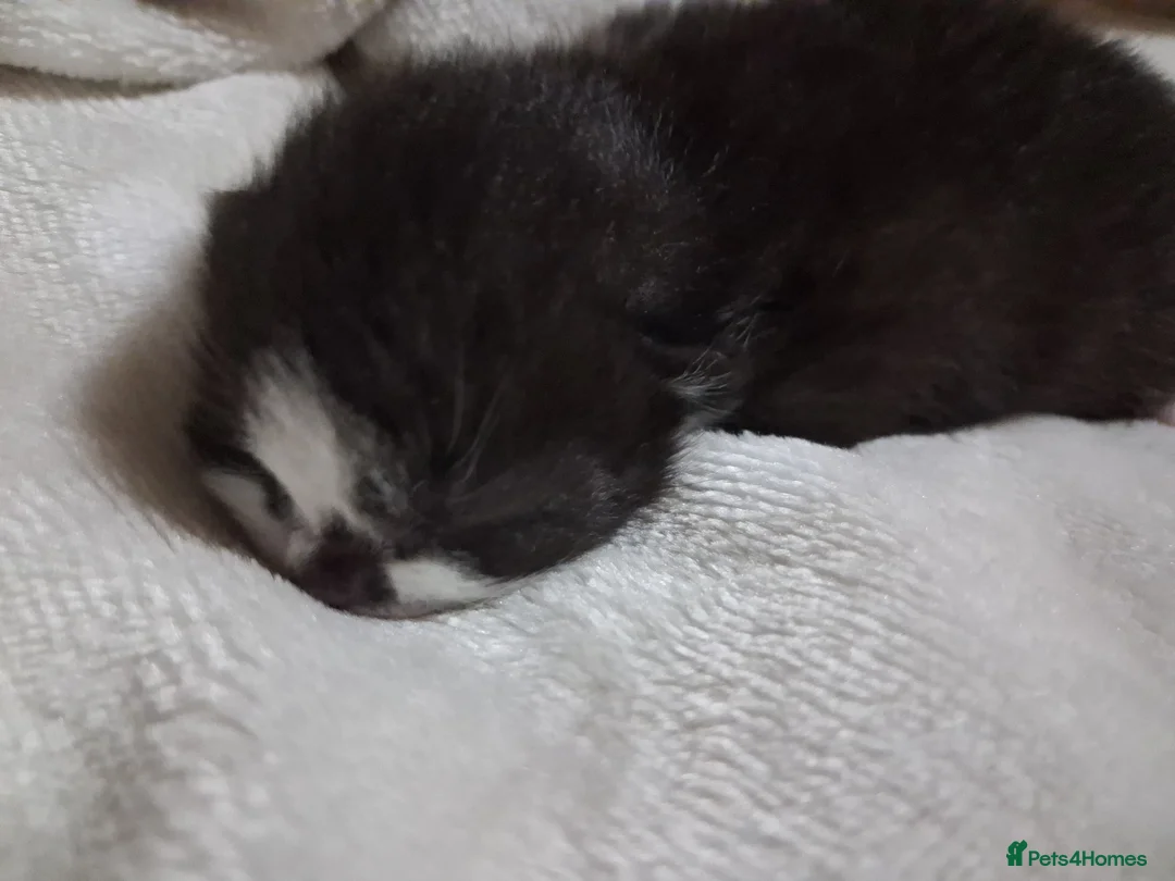 Mixed Breed cats for sale: Mixed kittens for sale  - Advert 8