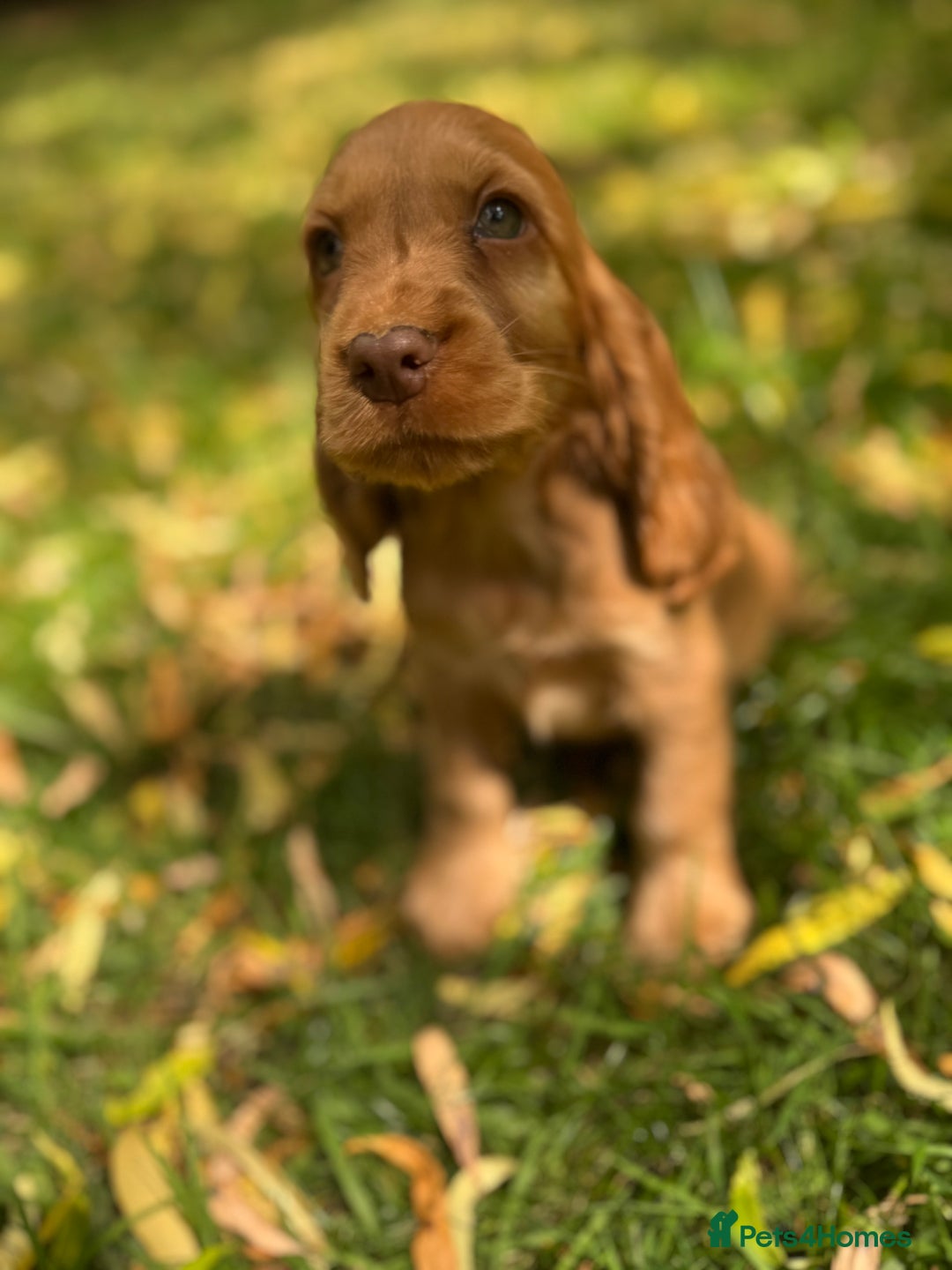 Cocker Spaniel dogs for sale: TRUE SHOWTYPE COCKERSSPANIELS HEALTHTESTED PARENTS - Image 11