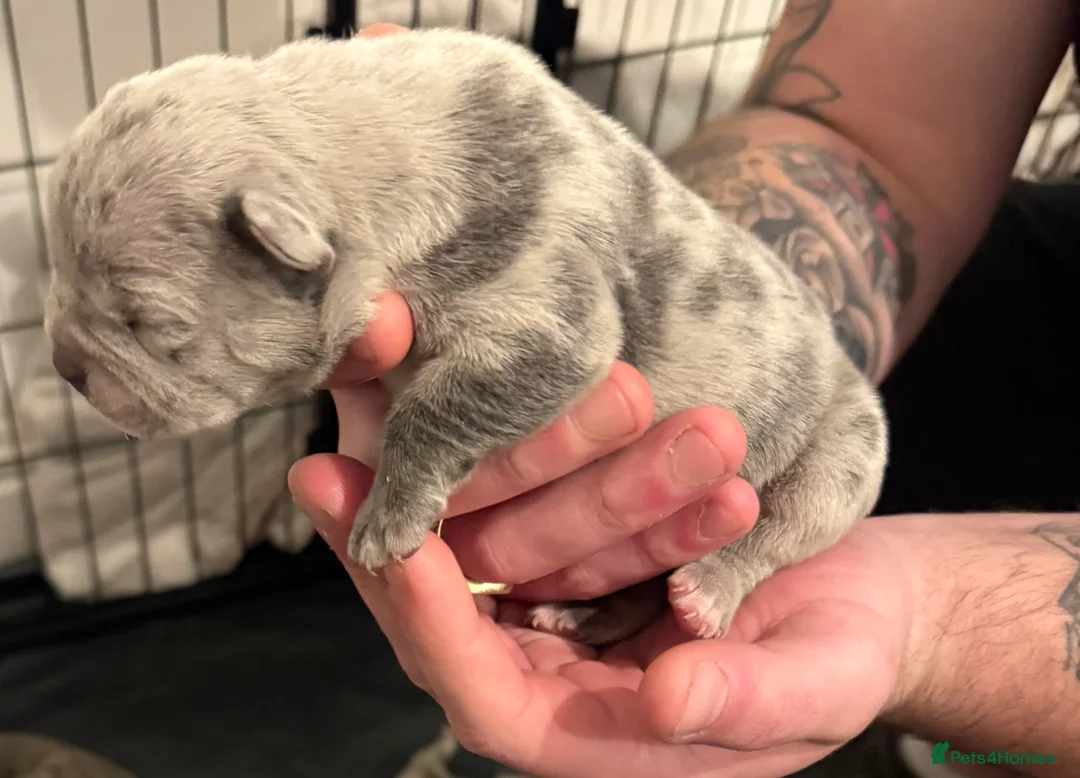 Mixed Breed dogs for sale: Hybrid old English bulldog/french  in Saltash - Advert 1