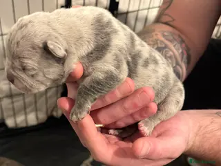 Mixed Breed dogs Hybrid old English bulldog/french - Advert 3