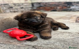 German Shepherd dogs for sale: 15 week old working line German Sheppard  - Image 3