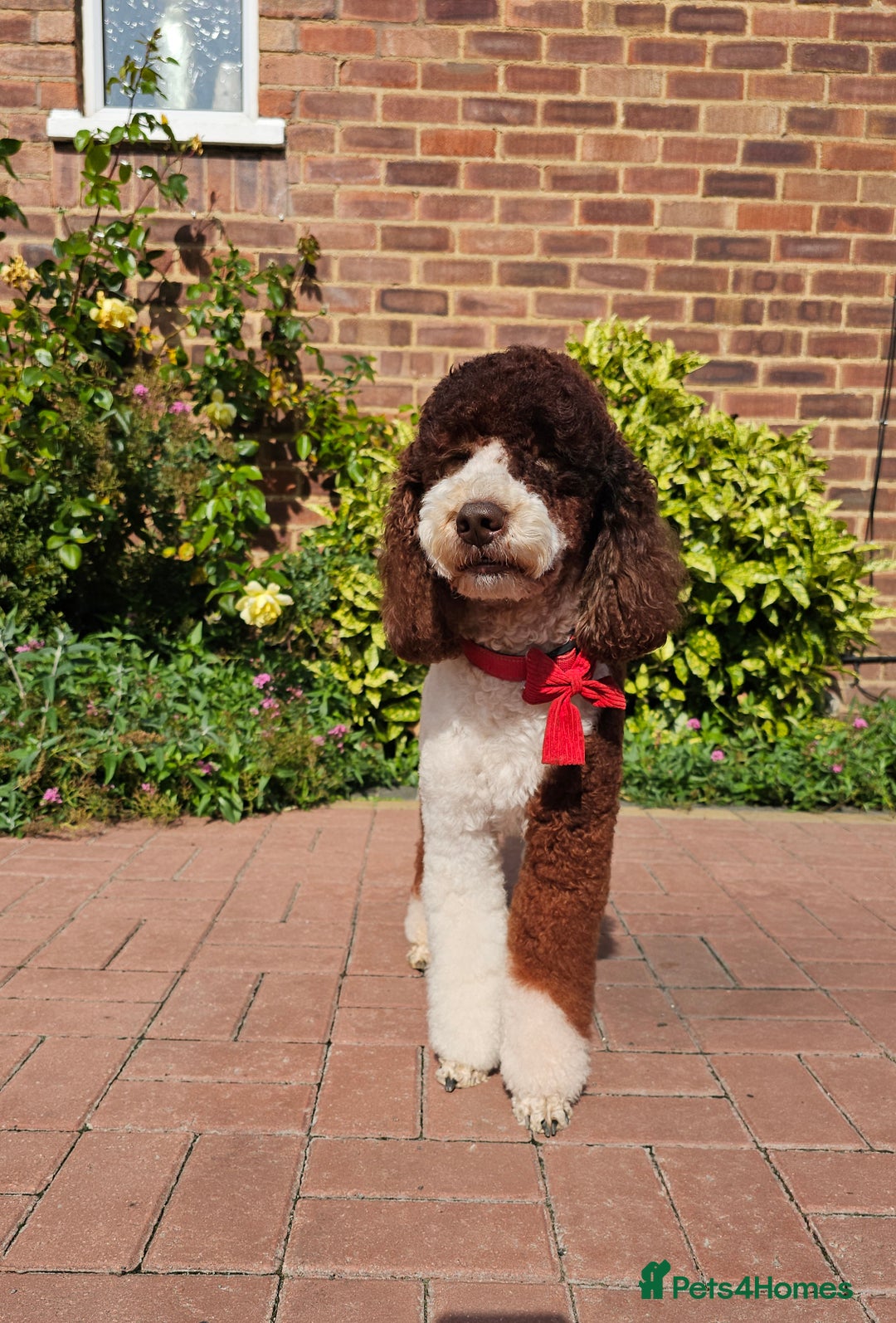 Poodle dogs for stud: FULLY HEALTH TESTED MOYEN POODLE STUD! in Kettering - Image 3