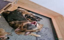 German Shepherd dogs for sale: 🐾Adorable 8-Week-Old German shepherd puppies🐾 - Image 38