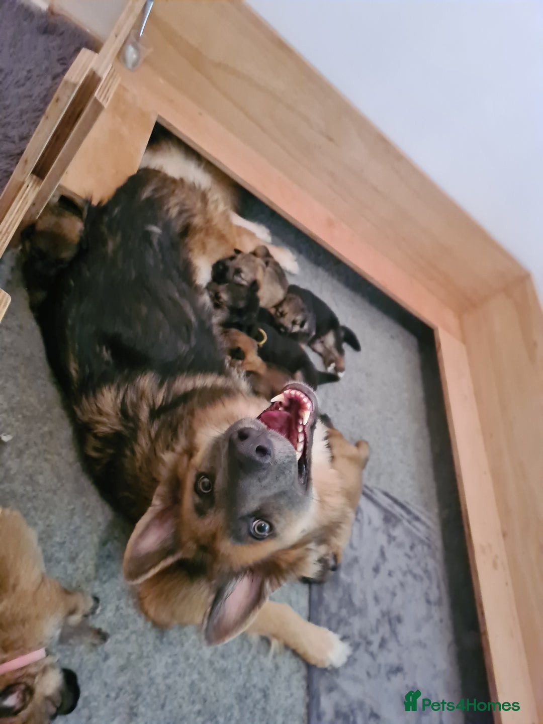 German Shepherd dogs for sale: 🐾Adorable 8-Week-Old German shepherd puppies🐾 - Image 38