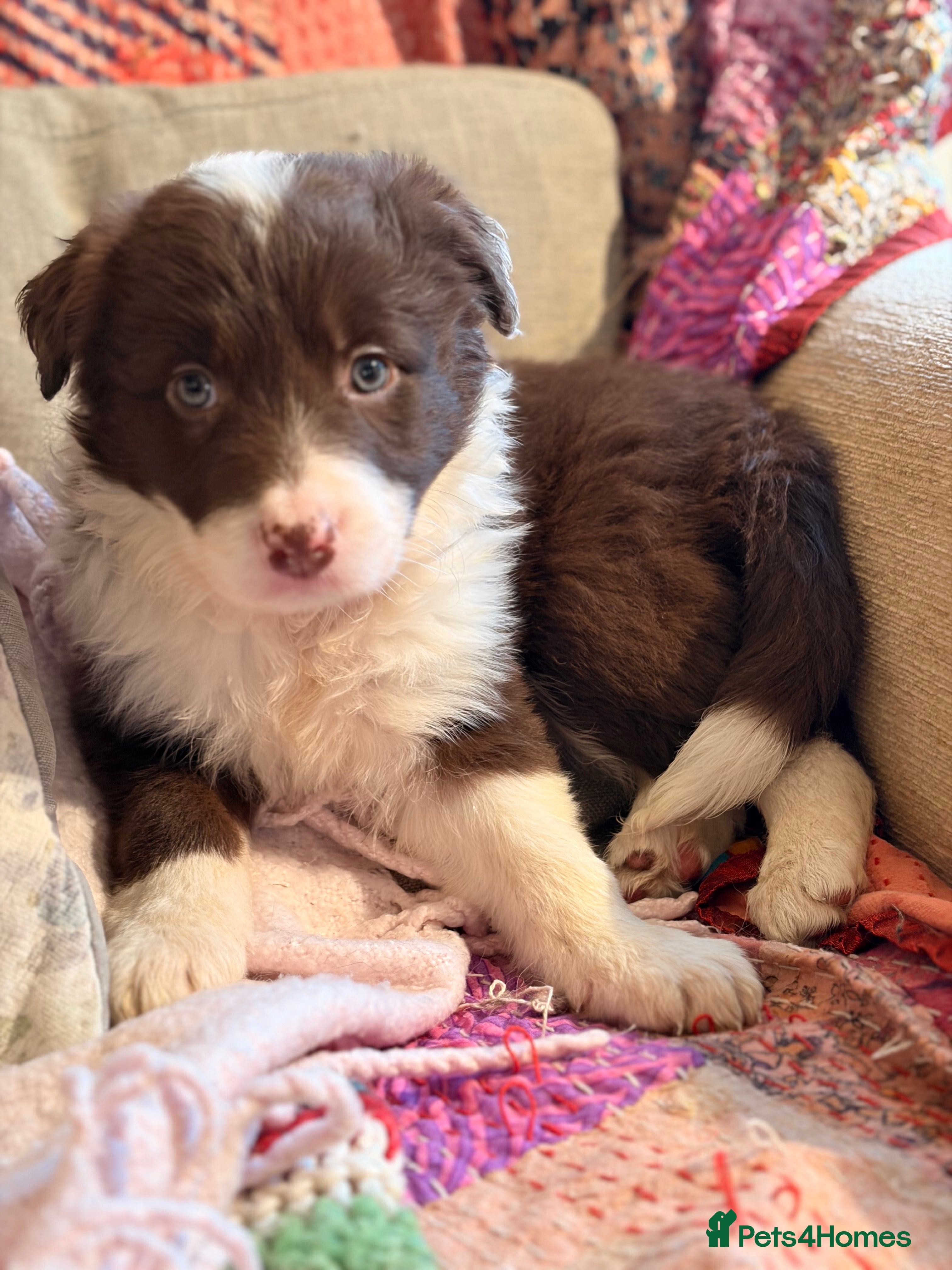 Border Collie dogs HEALTH TESTED CLEAR PARENTS BORDER COLLIE PUPS - Advert 8