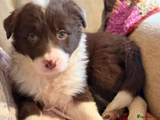 Border Collie dogs HEALTH TESTED CLEAR PARENTS BORDER COLLIE PUPS - Advert 8