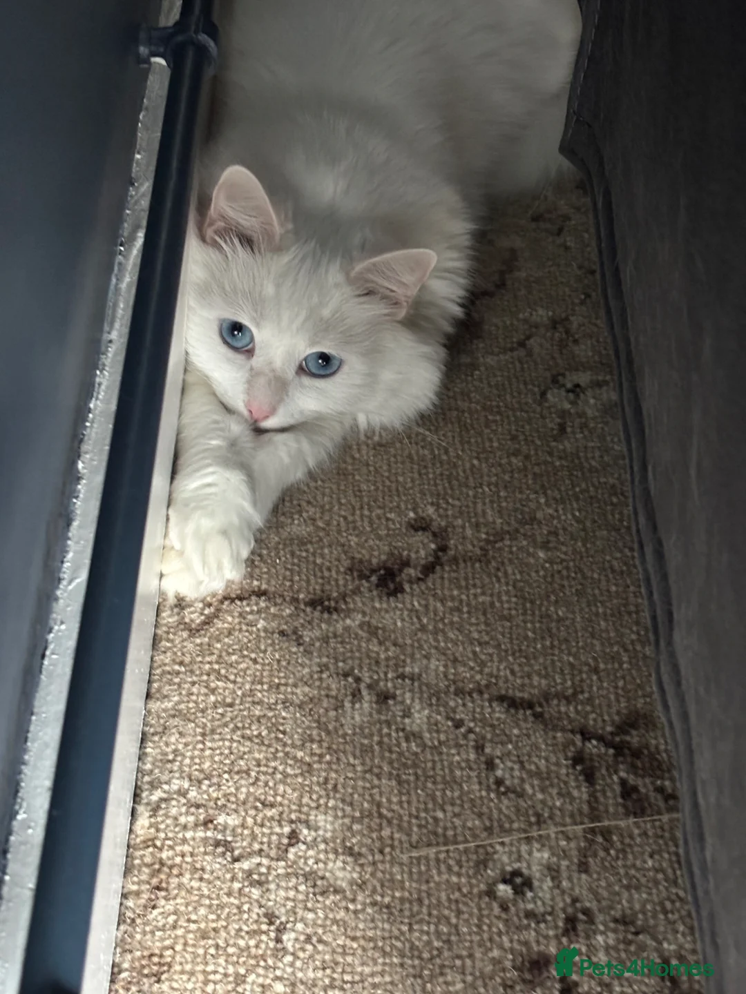 Mixed Breed cats for sale: Winter🩵 - Advert 1