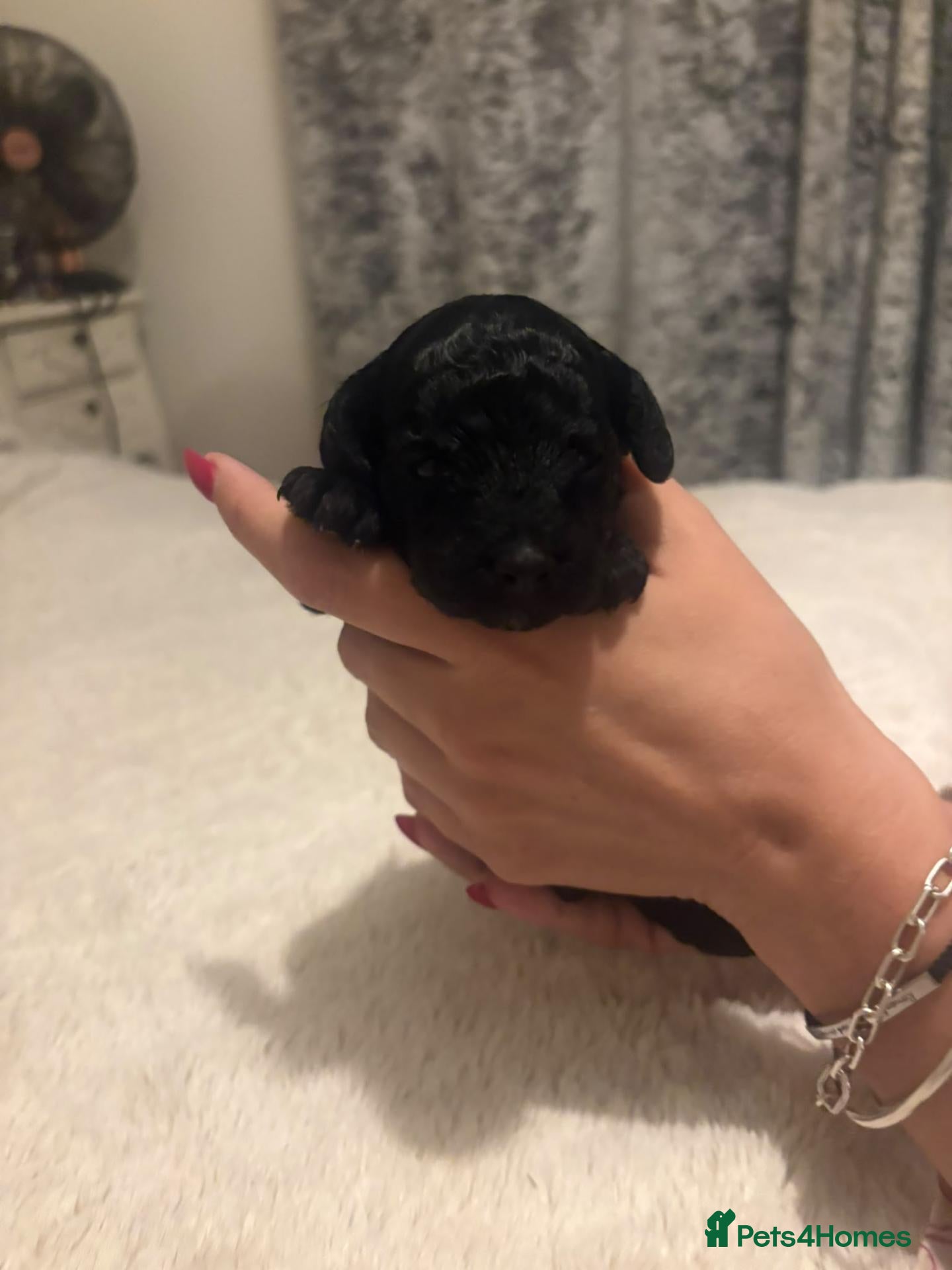 Miniature Poodle dogs Miniature Poodle Puppies - Advert 4