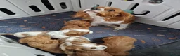 Cavalier King Charles Spaniel dogs for sale: Cavalier King Charles Spaniel! - Advert 2