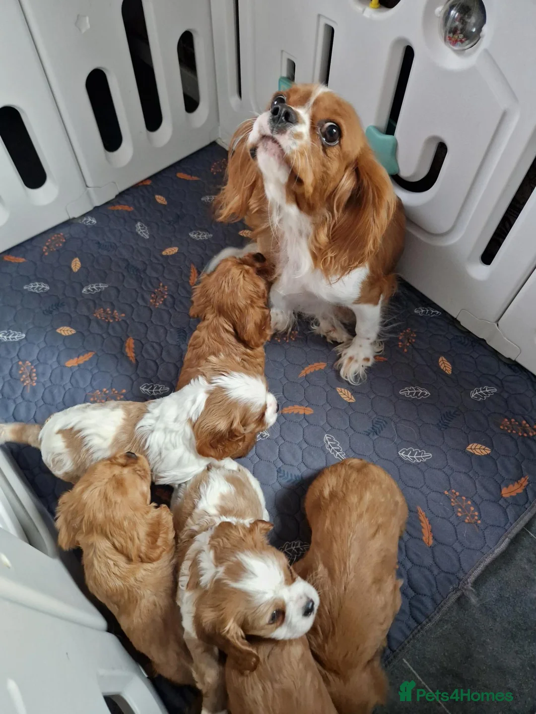 Cavalier King Charles Spaniel dogs for sale: Cavalier King Charles Spaniel! - Advert 2