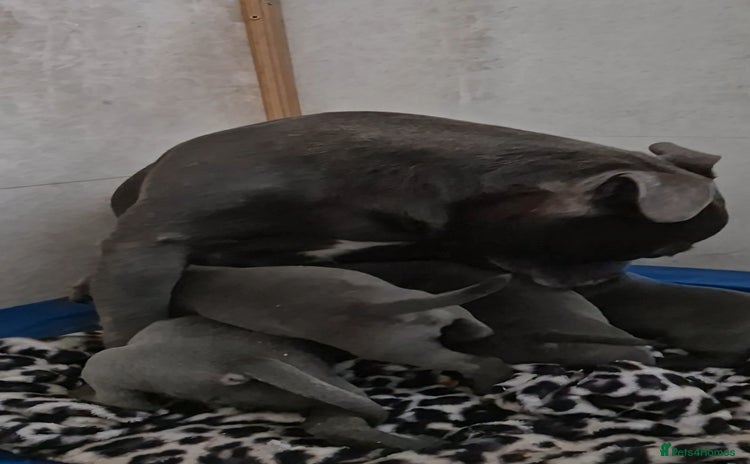 Staffordshire Bull Terrier dogs for sale - Advert 1