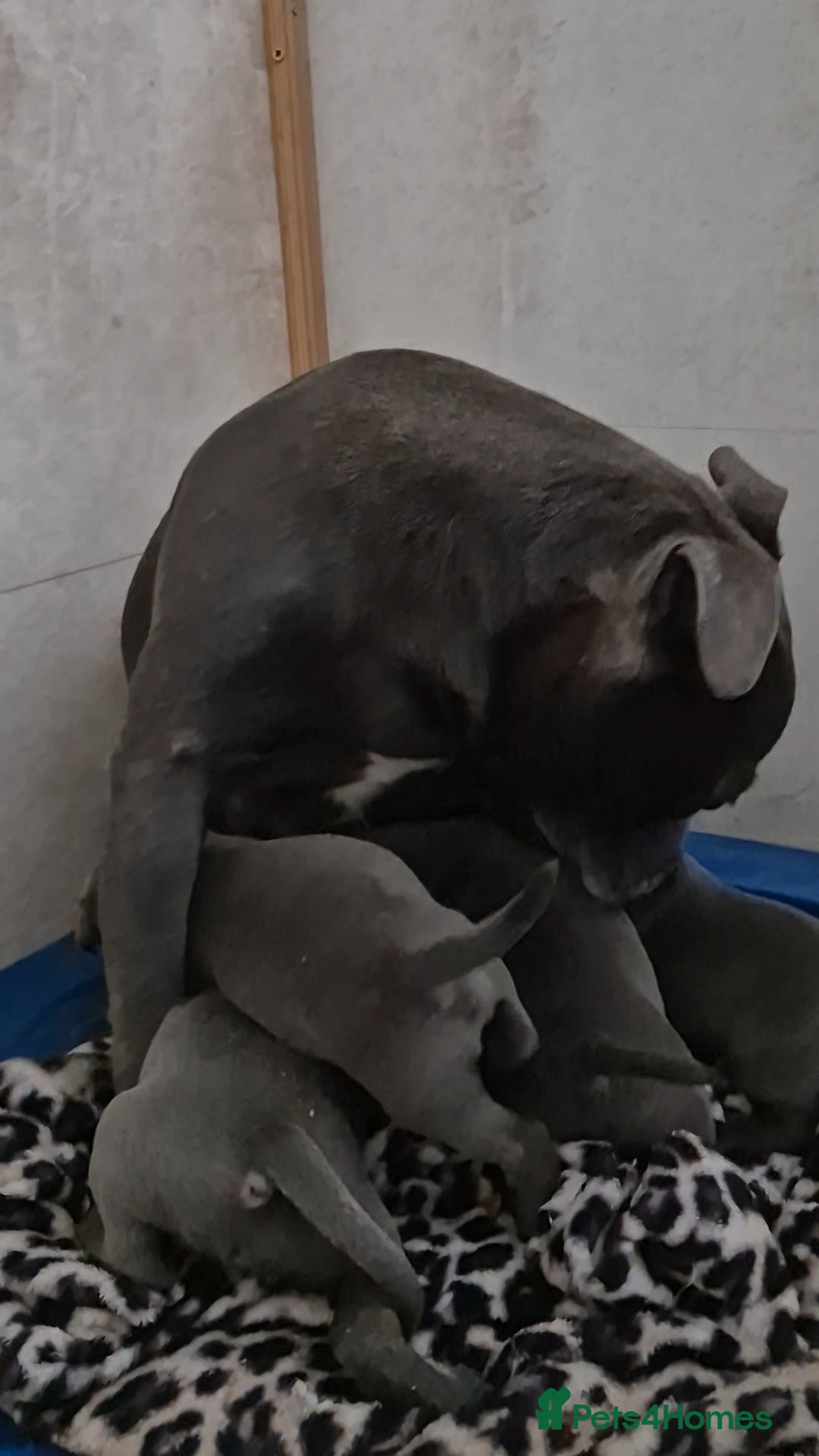 Staffordshire Bull Terrier dogs for sale: Blue staffs for sale £900 - Image 1
