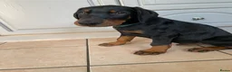 Dobermann dogs for sale: REDUCED TO £1200 1 boy left! 9 Doberman Puppies - Advert 6