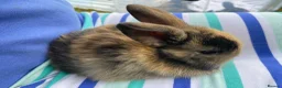 Mini Lop rabbits for sale: Beautiful mini-lop baby rabbits - Advert 20