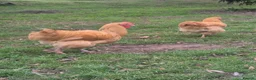 Chickens poultry for sale: Buff Orpington Cockerel - Advert 7