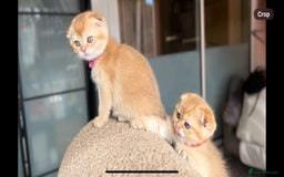 Scottish Fold cats for sale: TICA-Registered Scottish Straight/Fold Kittens  - Image 7