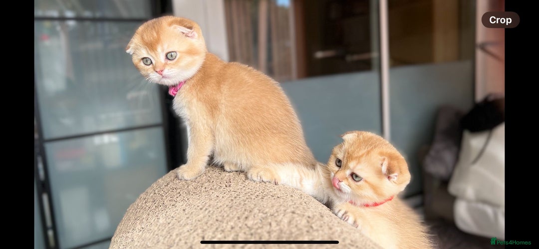 Scottish Fold cats for sale: TICA-Registered Scottish Straight/Fold Kittens  - Image 7