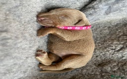 Dobermann dogs for sale: KC REGISTERED DOBERMAN PUPS - Image 3