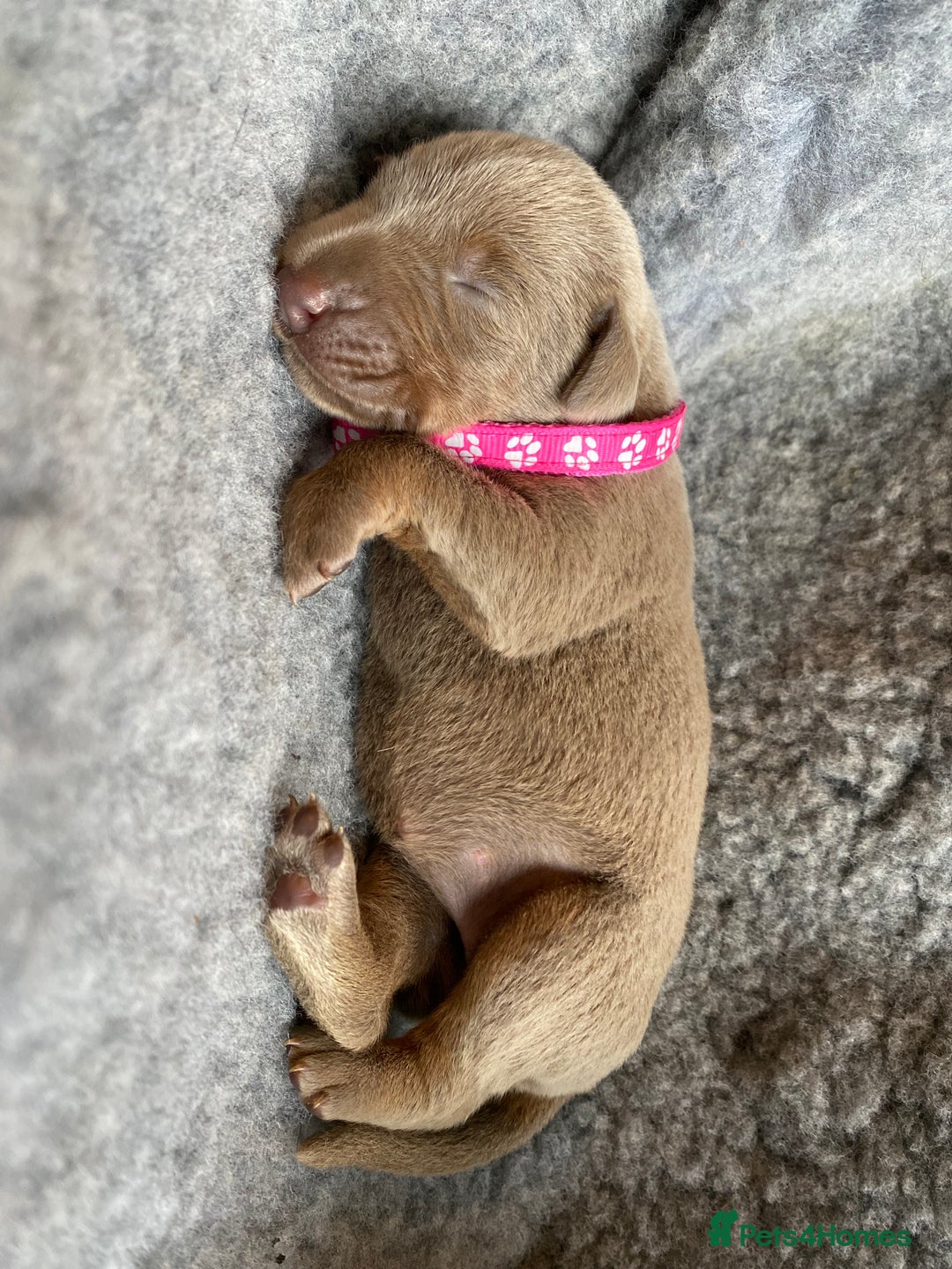 Dobermann dogs for sale: KC REGISTERED DOBERMAN PUPS - Image 3